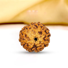 8 Mukhi Rudraksha (Indonesian)