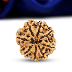 8 Mukhi 8 Seeds Rudraksha