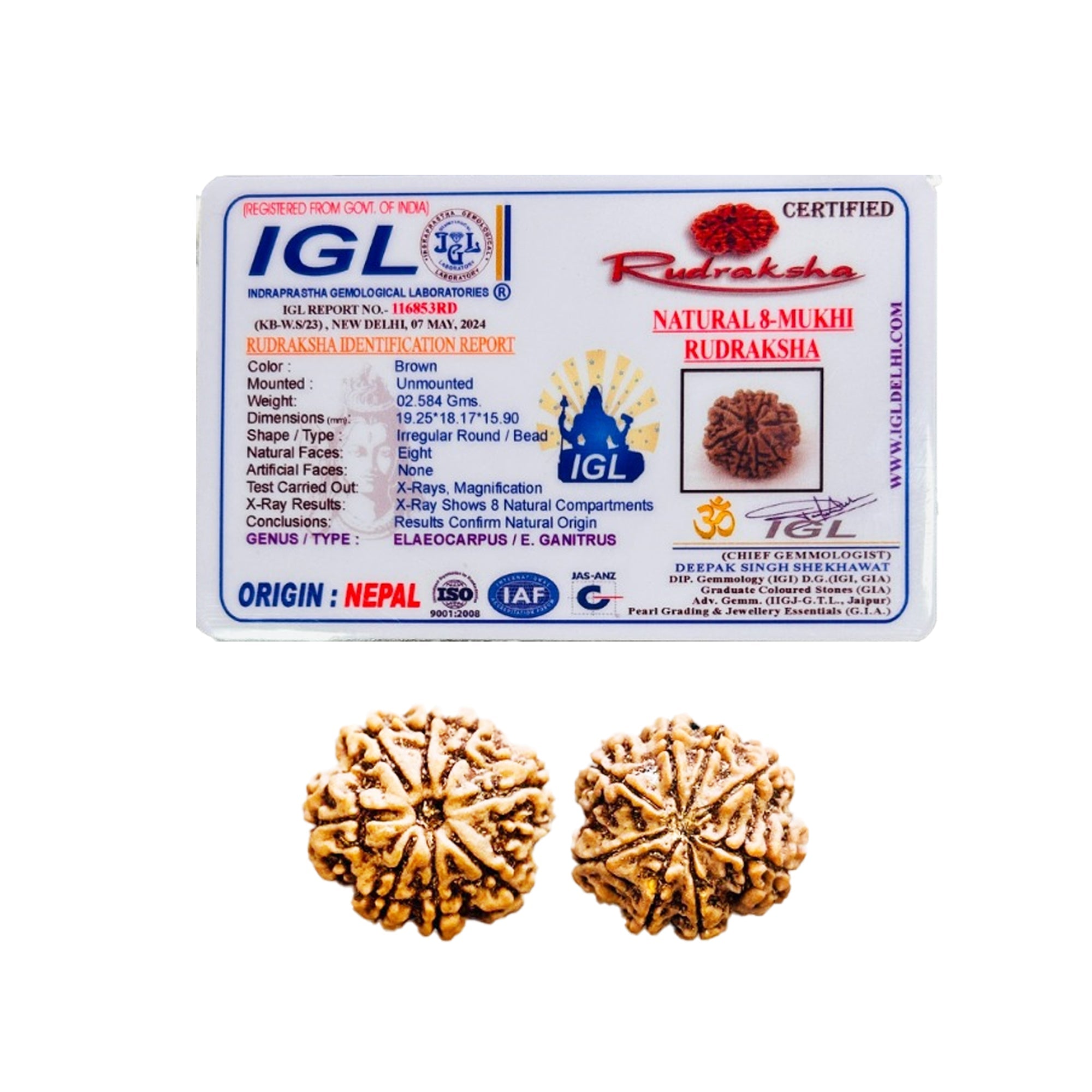 8 Mukhi Rudraksha (Nepali) - Medium