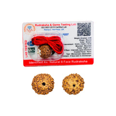 8 Mukhi Rudraksha (Indonesian)