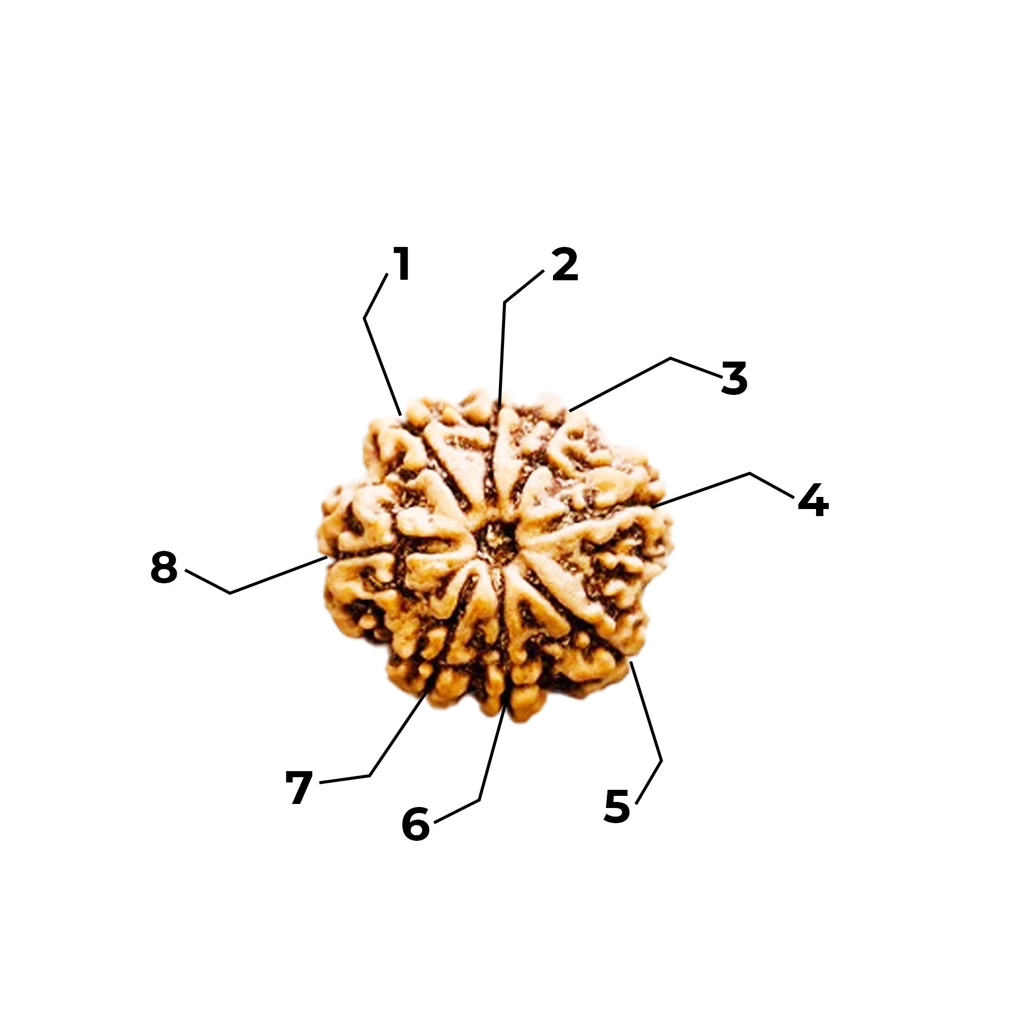 8 Mukhi Rudraksha (Nepali) - Medium