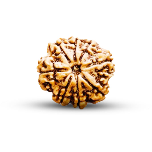 8 Mukhi Rudraksha (Nepali) - Regular