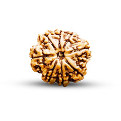 8 Mukhi Rudraksha (Nepali) - Regular