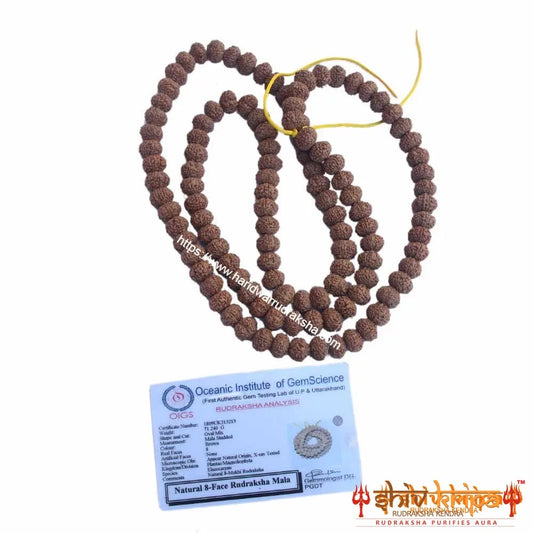 8 Mukhi Rudraksha Mala