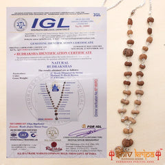 Sarv Shakti 1 to 21 mukhi rudraksha mala (Indrani mala)