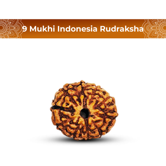 9 Mukhi Rudraksha (Indonesian)