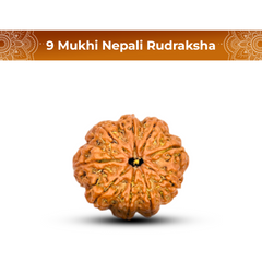 9 Mukhi Rudraksha (Nepali) - Regular