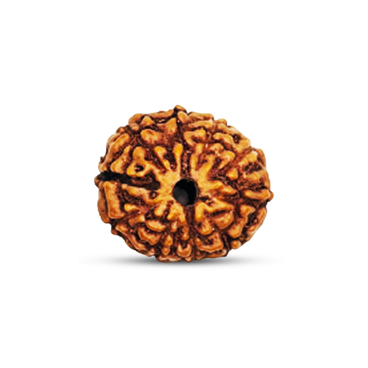 9 Mukhi Rudraksha (Indonesian)