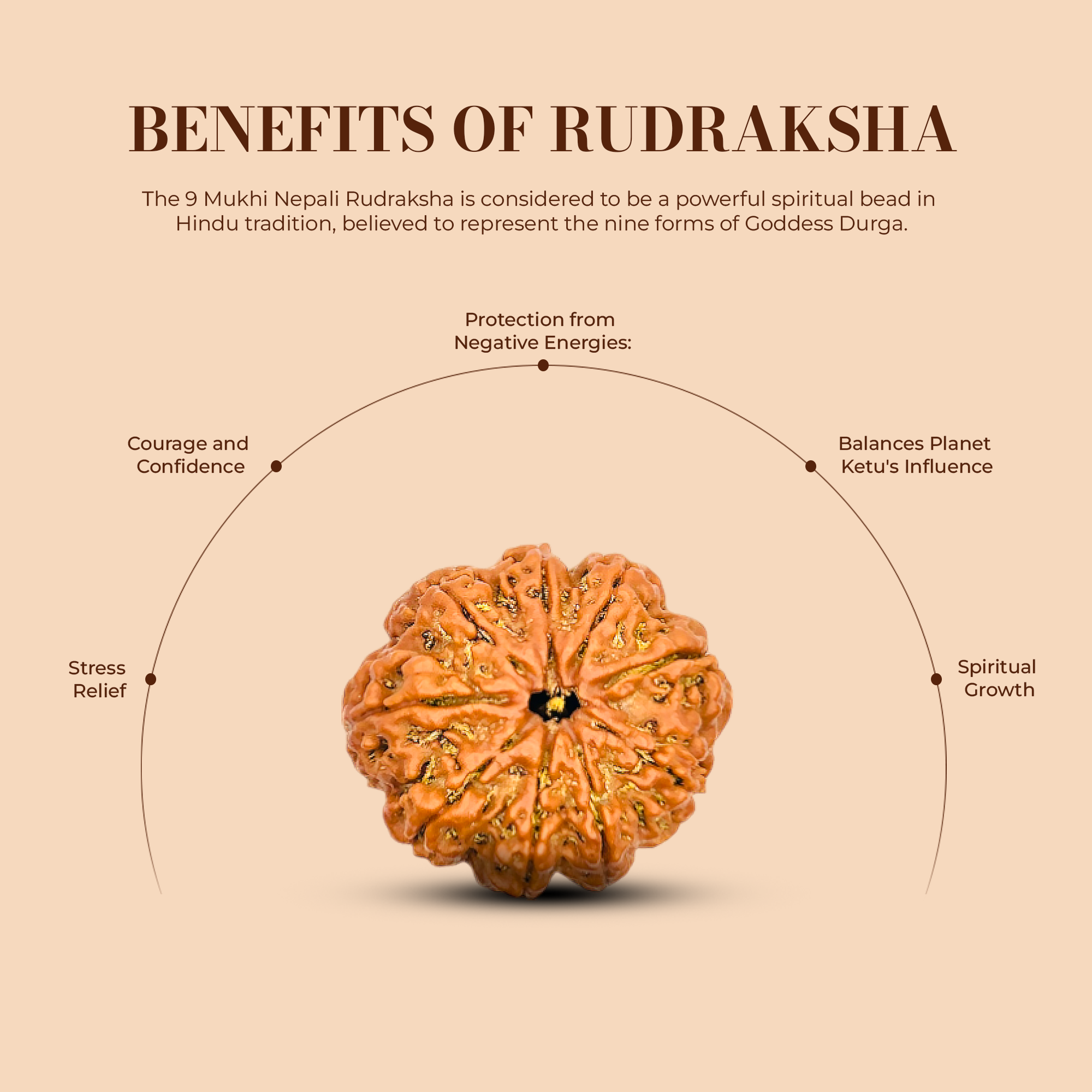 9 Mukhi Rudraksha (Nepali) - Regular