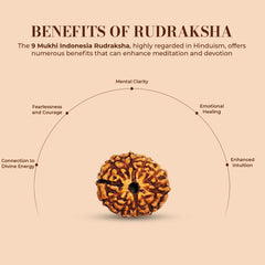 9 Mukhi Rudraksha (Indonesian)