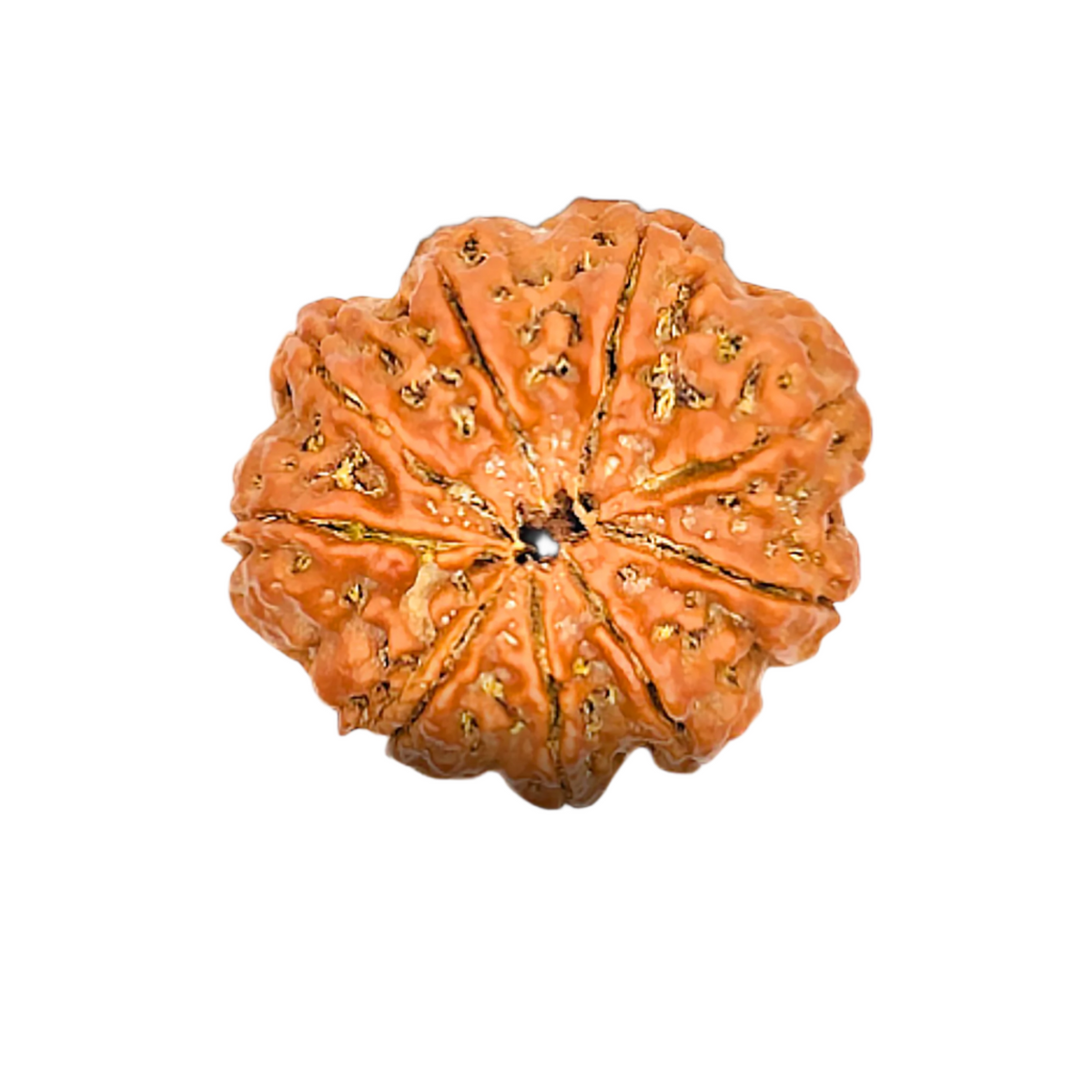 9 Mukhi Rudraksha (Nepali) - Super Collector