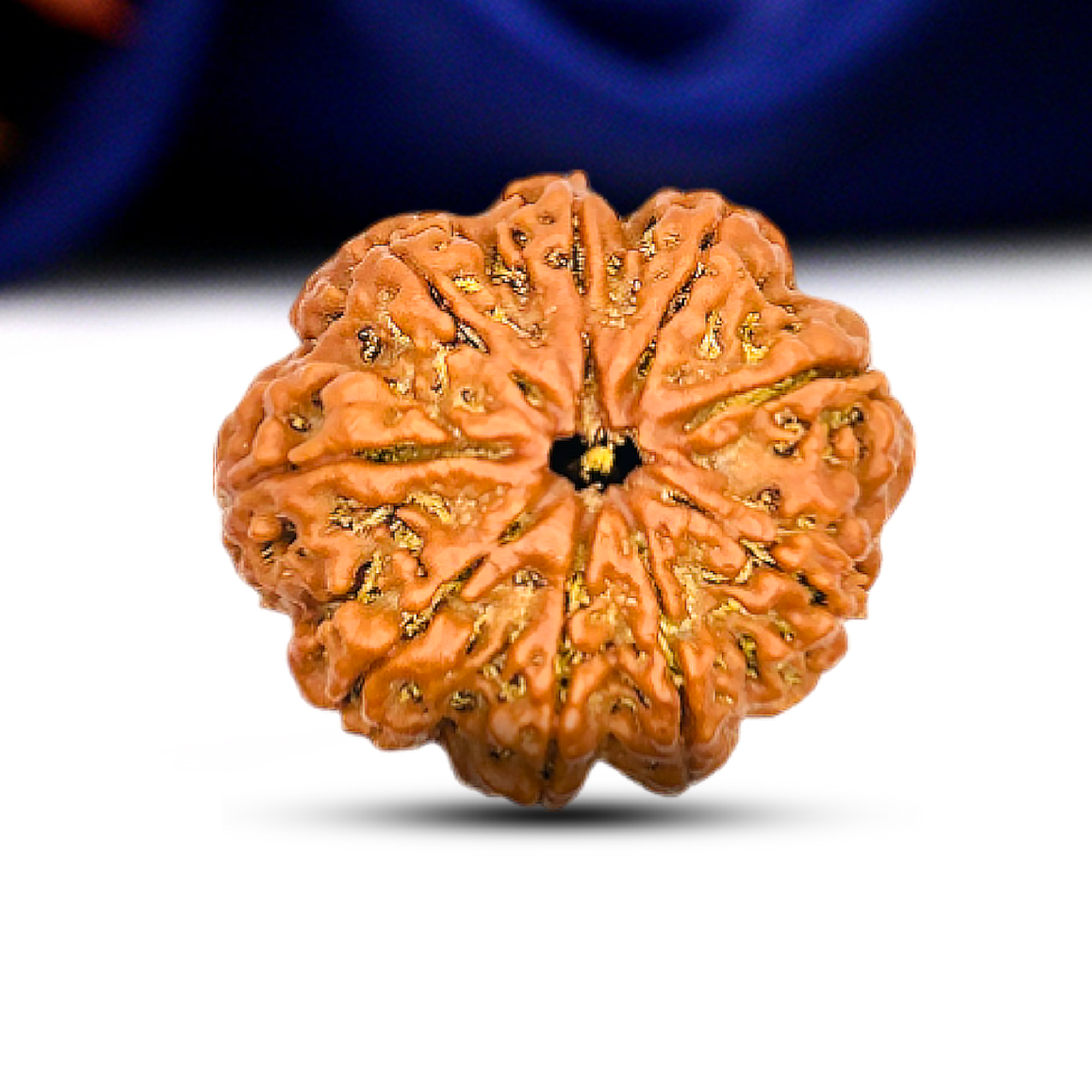 9 Mukhi Rudraksha (Nepali) - Collector