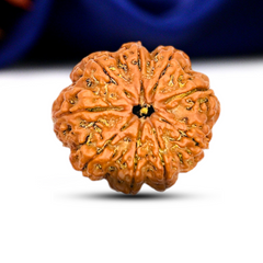 9 Mukhi Rudraksha (Nepali) - Medium