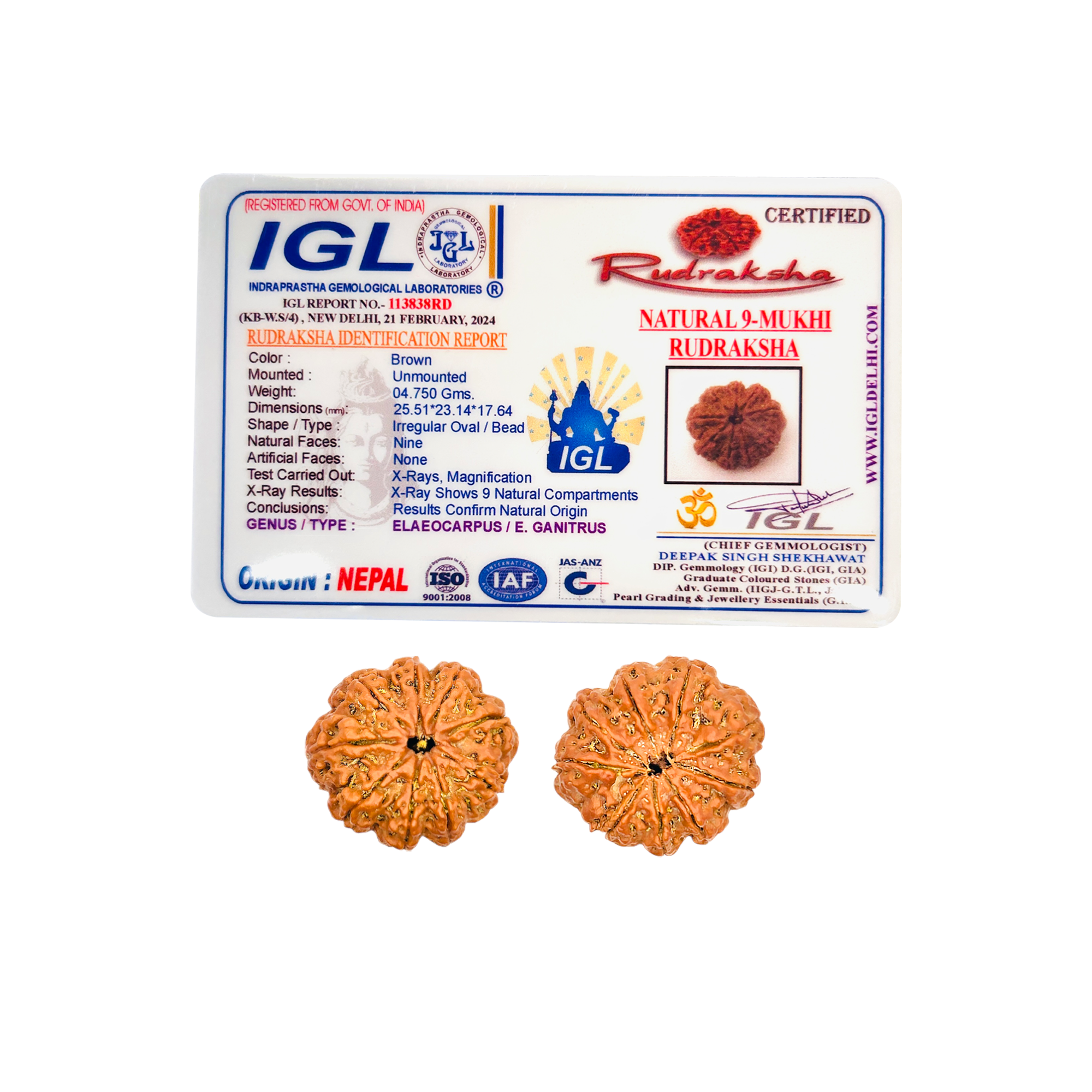 9 Mukhi Rudraksha (Nepali) - Regular