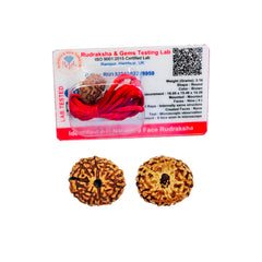 9 Mukhi Rudraksha (Indonesian)