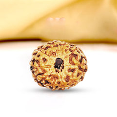 9 Mukhi Rudraksha (Indonesian)