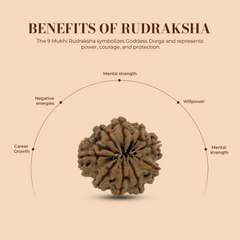 9 mukhi 9 Seeds Rudraksha