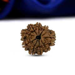 9 mukhi 9 Seeds Rudraksha