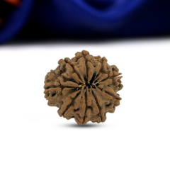 9 mukhi 9 Seeds Rudraksha