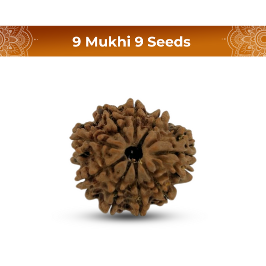 9 mukhi 9 Seeds Rudraksha