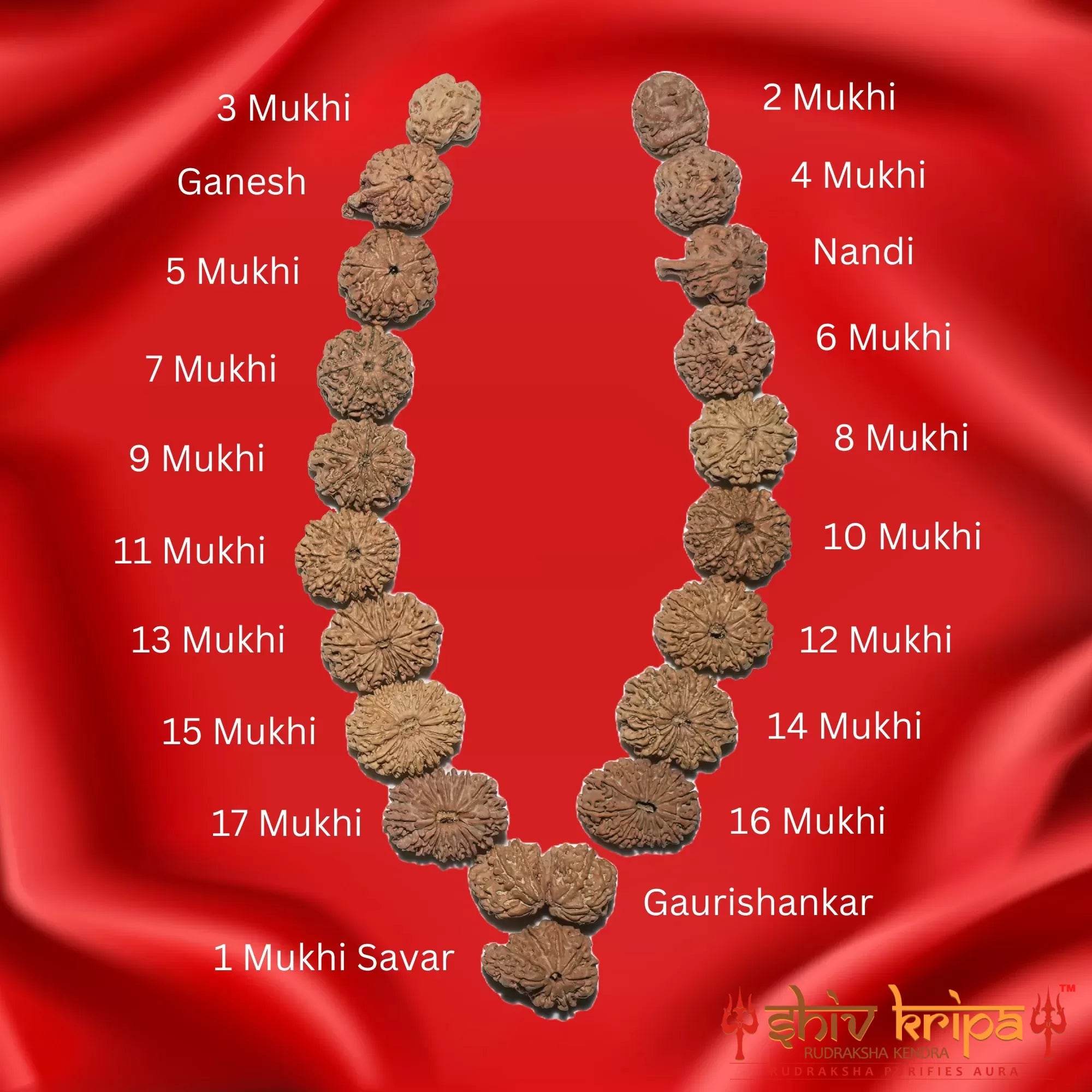 Sarv sidh maha-mrityunjaya mala 1 to 17 mukhi rudraksha nepali with gauri shanker and ganesh rudraksha