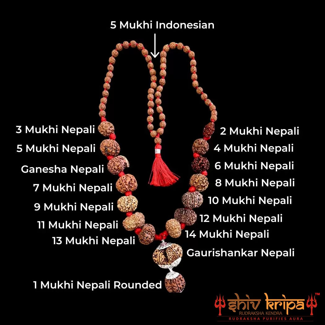 Sarv Sidh 1 to 14 Mukhi Rudraksha Mala with Gaurishanker and Ganesh Rudraksha