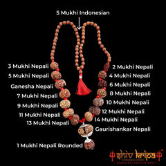 Sarv Sidh 1 to 14 Mukhi Rudraksha Mala with Gaurishanker and Ganesh Rudraksha