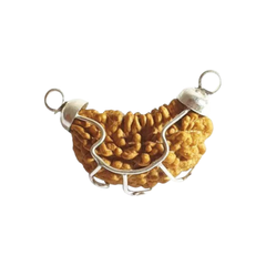 1 mukhi rudraksha locket with Silver Capping