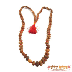 Gauri Shankar Rudraksha Mala