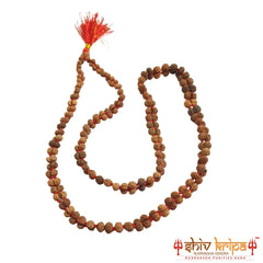 Gauri Shankar Rudraksha Mala