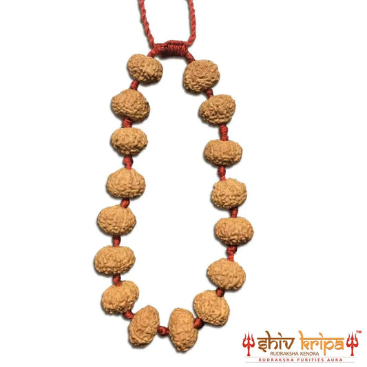 10 Mukhi Rudraksha Bracelet (Adjustable)