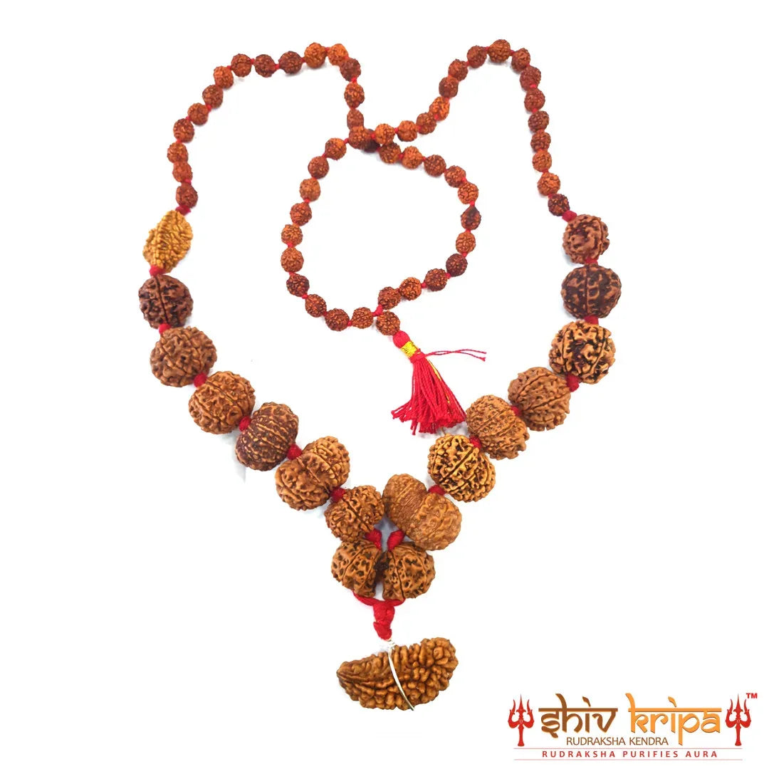 1 to 14 Mukhi Siddha Rudraksha Mala