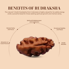 1 Mukhi Rudraksha (Indonesian)