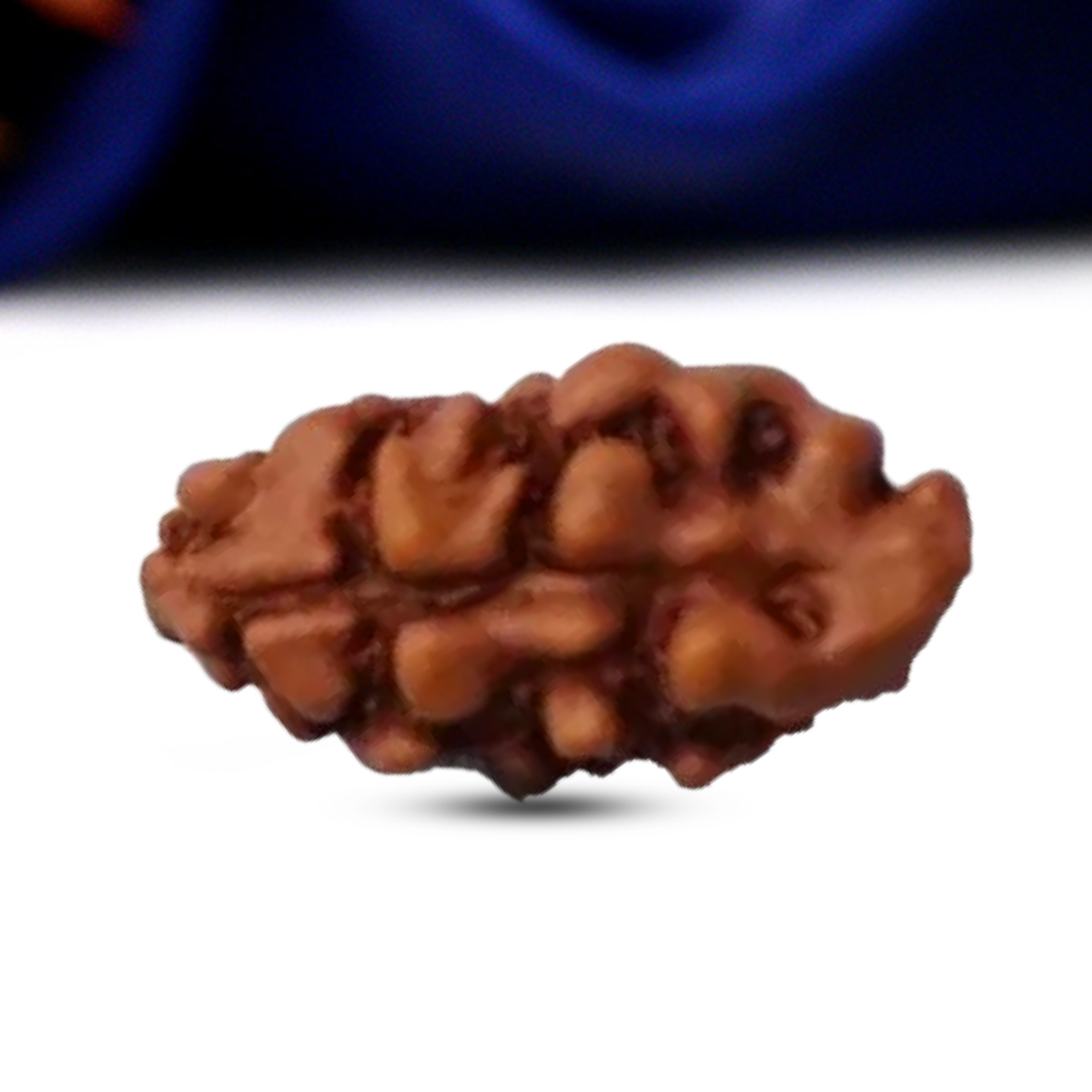 1 Mukhi Rudraksha (Indonesian)