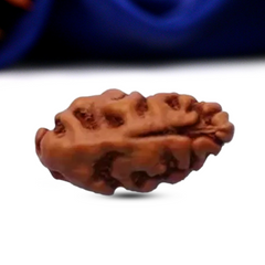 1 Mukhi Rudraksha (Indonesian)