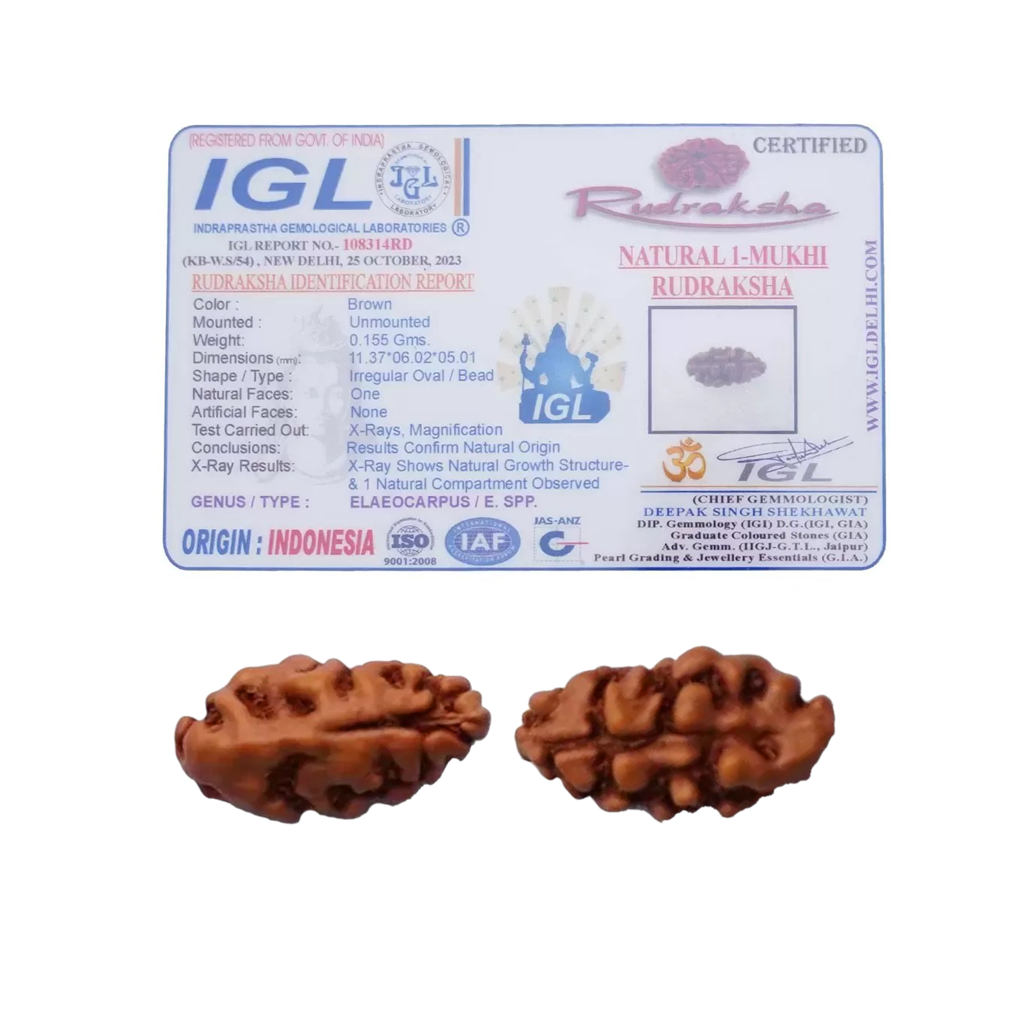 1 Mukhi Rudraksha (Indonesian)