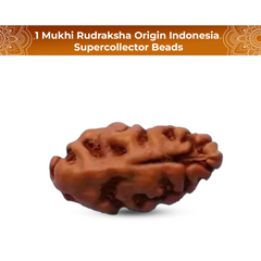 1 Mukhi Rudraksha (Indonesian)