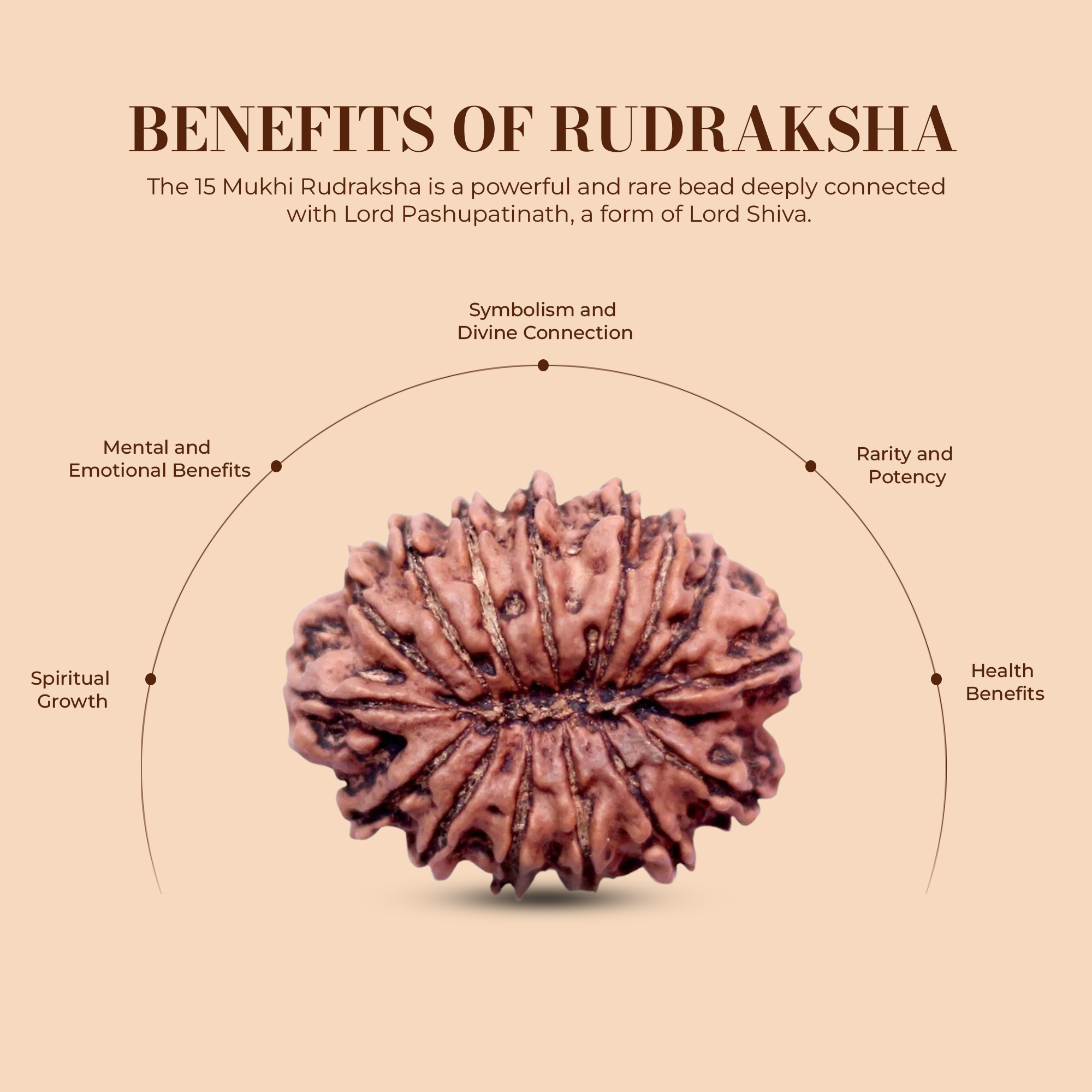 15 Mukhi Rudraksha (Nepali) - Medium