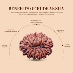 15 Mukhi Rudraksha (Nepali) - Collector