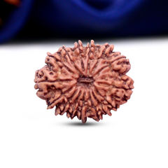 15 Mukhi Rudraksha (Nepali) - Collector