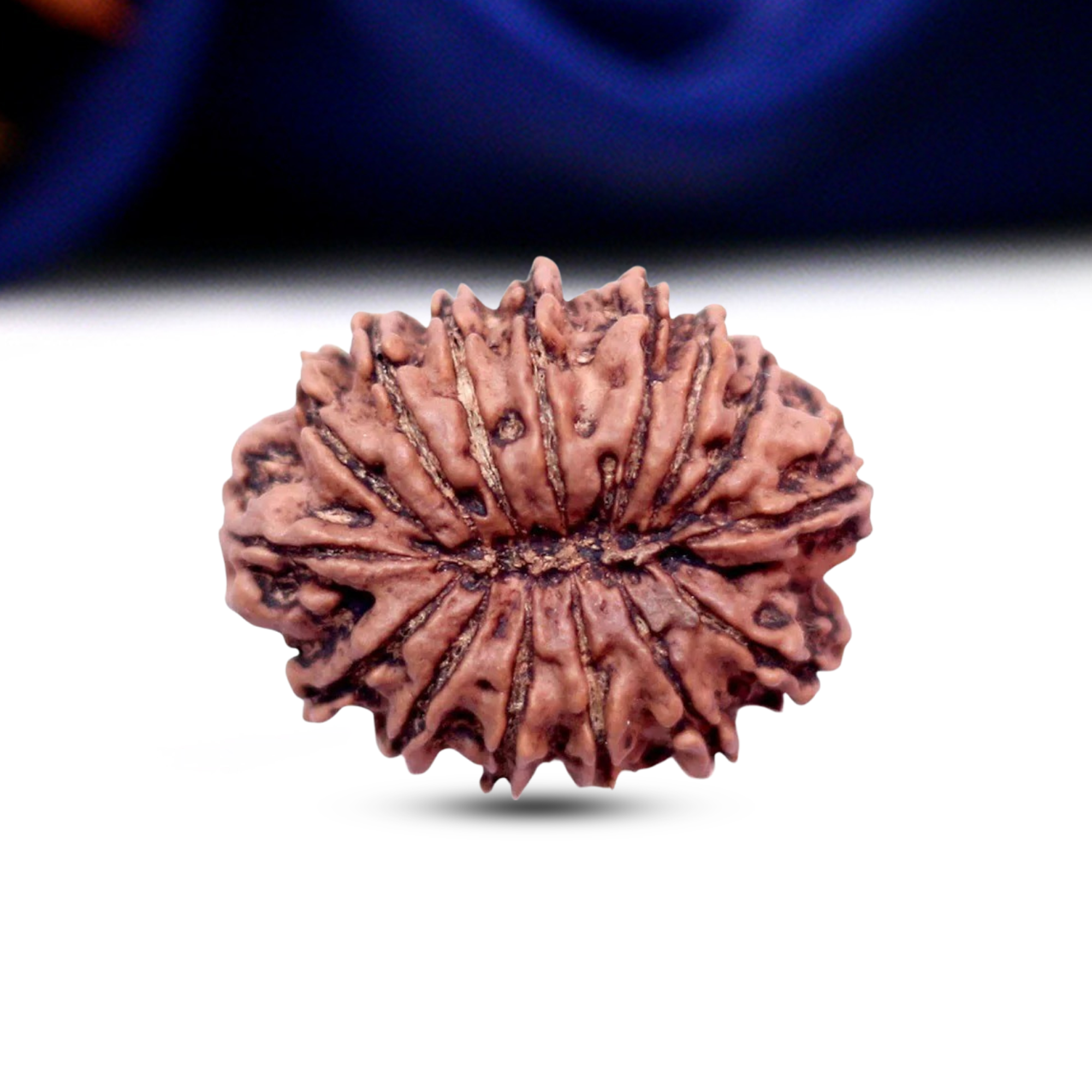 15 Mukhi Rudraksha (Nepali) - Medium