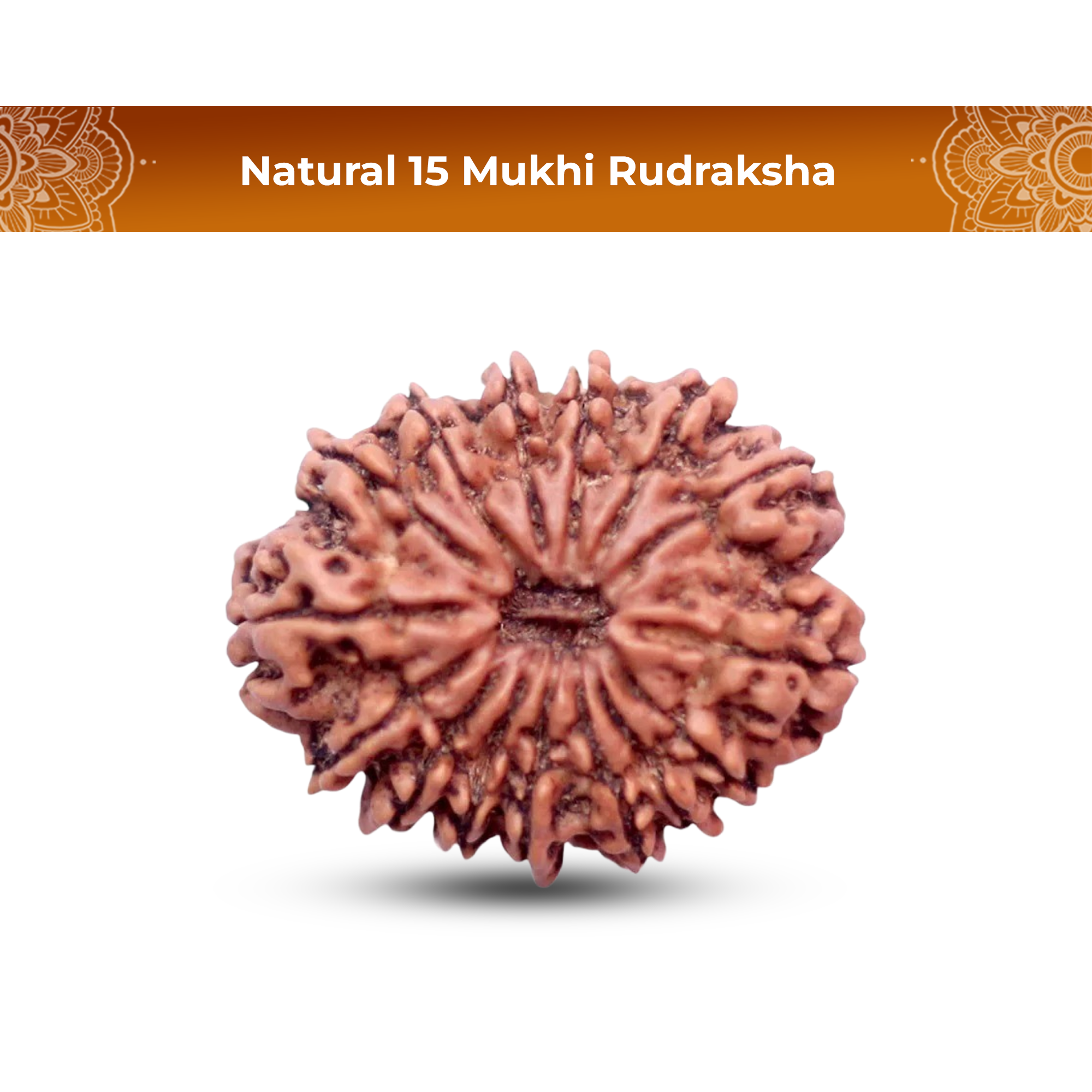 15 Mukhi Rudraksha (Nepali) - Medium