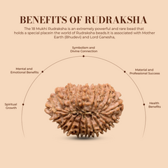 18 Mukhi Rudraksha (Nepali) - Medium