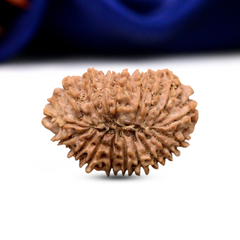 18 Mukhi Rudraksha (Nepali) - Super Collector