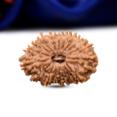 18 Mukhi Rudraksha (Nepali) - Medium