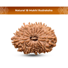 18 Mukhi Rudraksha (Nepali) - Medium