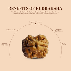 2 Mukhi Rudraksha (Nepali) - Regular