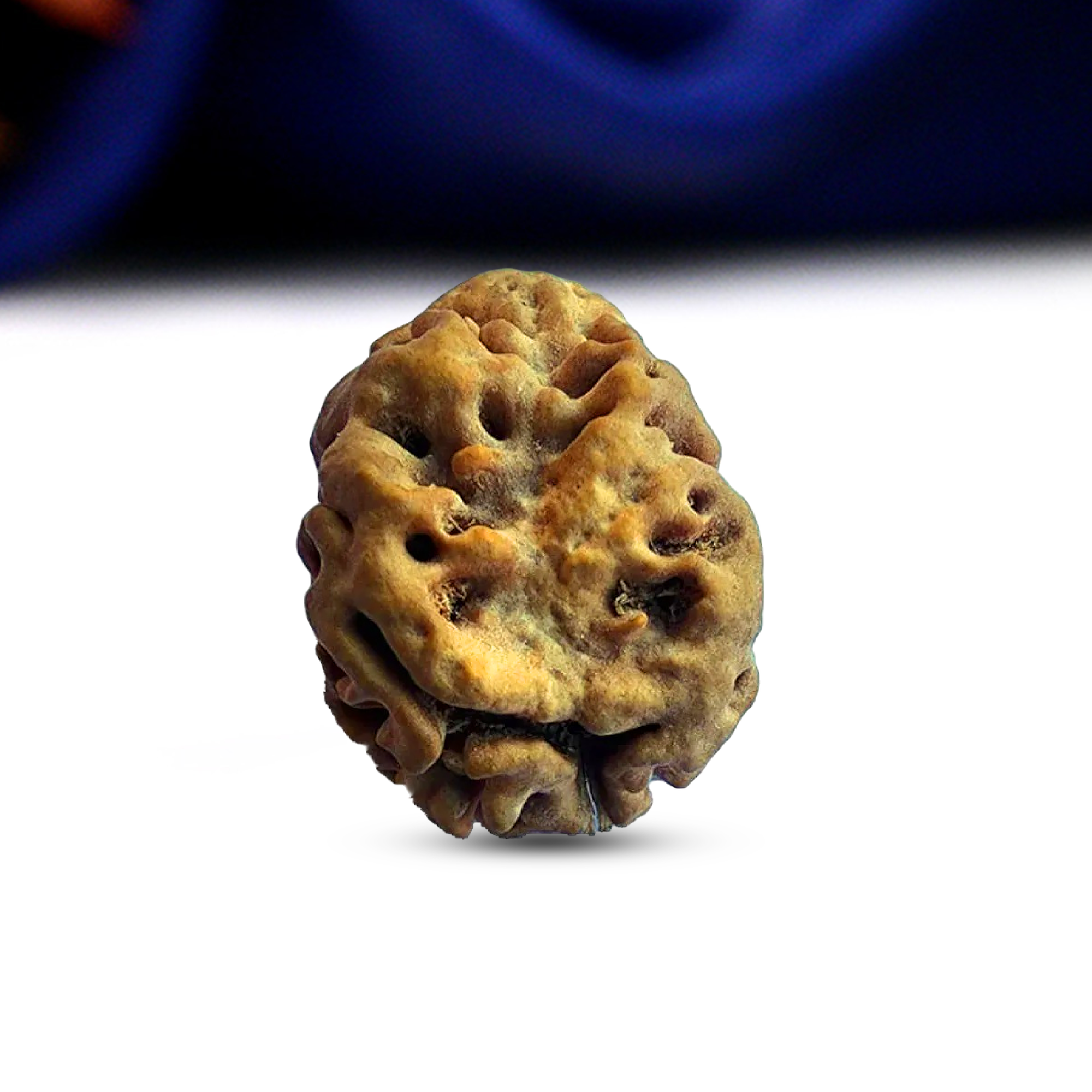 2 Mukhi Rudraksha (Nepali) - Medium