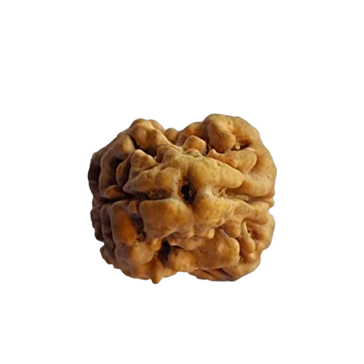 2 Mukhi Rudraksha (Nepali) - Regular