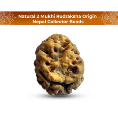 2 Mukhi Rudraksha (Nepali) - Regular